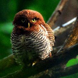 Searching4 What Matters in d info Jungle!
AmateurNaturalist-PhotoDiarist-Birder;
Agro-#SocialEntrepreneur{https://t.co/xefOERjc2f}.
Ex-MobileTelecomResearchEngineer.