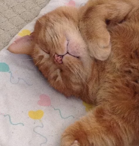 t_toronto's profile picture. Fumbling through life in Canada, hoping to spread some joy. Fully vaxxed + boosted, mask waring, staying healthy and keeping others healthy too.