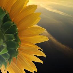 SunflowerChiara's profile picture. Un pianeta migliore
è un sogno che inizia
a realizzarsi quando ognuno di Noi
decide di migliorare se stesso!
Gandhi
