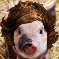 Erect Piglet (@erectpiglet) 's Twitter Profile