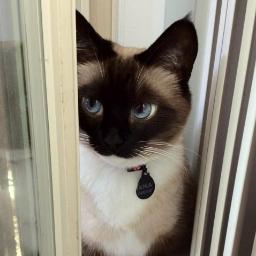 NicolasNekoeyes's profile picture. What do people even put in here? :)