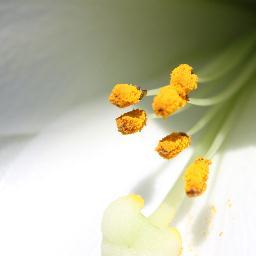 KeesjrDijk's profile picture. Bloemkwekerij CPM van Dijk is a lily plantation settled in De Lier. Our company has been specialised in growing Longiflorums, particular the White Heaven.