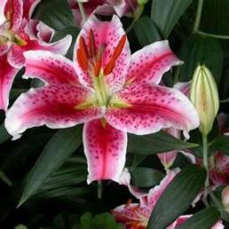 samlab456's profile picture. 