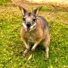 Biggest Player in the Outback