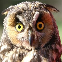 owlresearchins_'s profile picture. Promoting wildlife conservation through research and education for over 20 years