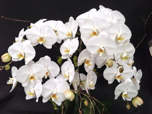 Retail & Wholesale Orchid Seller Located In Chicago’s Western Suburbs