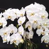 hausermannorkid's profile picture. Retail & Wholesale Orchid Seller Located In Chicago’s Western Suburbs