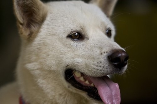 jindodog01's profile picture. 대한민국의 자랑스러운 犬