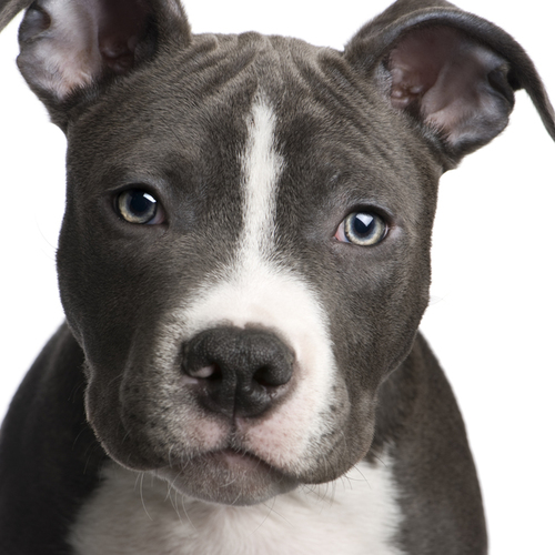 There are dogs all over the US that need a home now or they will be killed because there is no ROOM for them! Please do your part now!