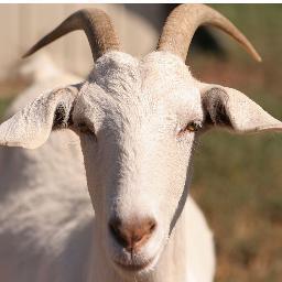 I Follow BAAAACK