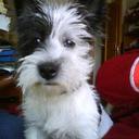 Fernando Alfaro  - @fernanalfaro - Twitter