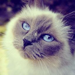 VivaDariya's profile picture. У-ля-ля...