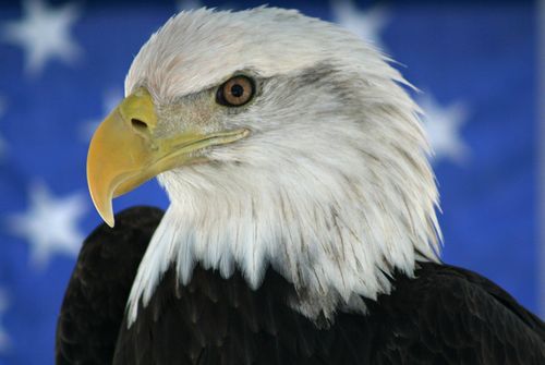AA_Eagles Profile Picture