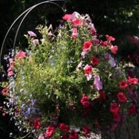 CCDA (@change4corofin) 's Twitter Profile