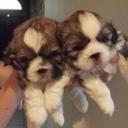 julia kulesza  - @juliakulesza1 - Twitter