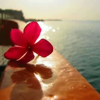 norah_alfaez's profile picture. 