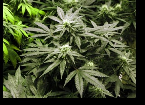stay high, life is better that way. #fuckinstoners