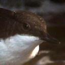 robin - @SteveAvery4 - Twitter