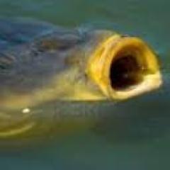 New fishing shop open in Eastleigh Southampton. Come visit us for a cuppa and fishy tales!Follow us on facebook too at Carp Hq Tackle.