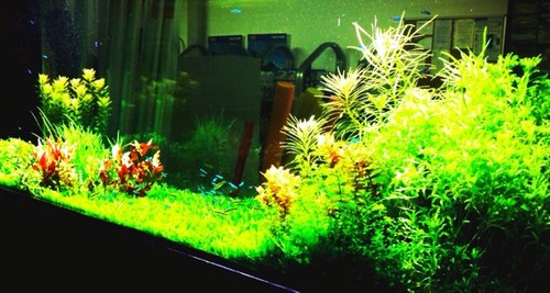 aquabaticcf11's profile picture. aquarium design, install & maintenance improve your space store now open