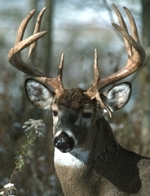 ogazzol's profile picture. 