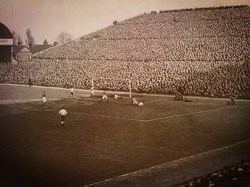 Dandelini's profile picture. 