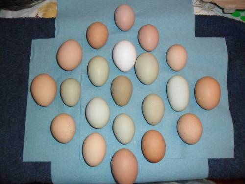 Small family run poultry farm. Duck's, Chicken's and Turkey's. We sell eggs and whole chicken's and duck's.
