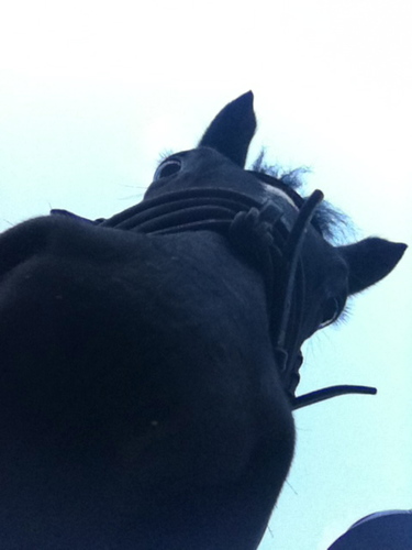 I love horses so much.