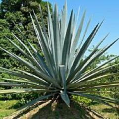 Taking a discursive journey through the agave forest of tequila