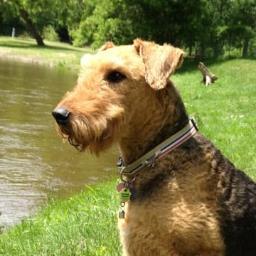 I am the Architect of my life. I love Terriers, animals, parrots, politics, music songwriting & sobriety - One Day At A Time.