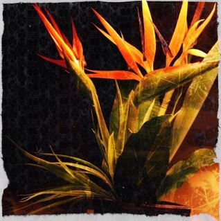 Amateur Photographer with Visioneering talents!