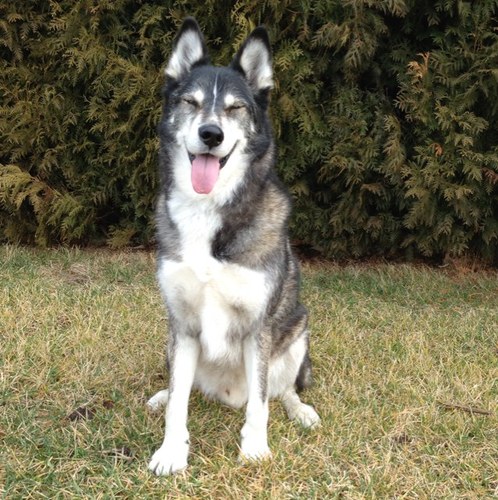 I am a dog trainer who tries to help dogs live fulfilling and balanced lives. Follow me for tips and observations on how to do that!