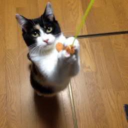 Haru 幸せの切符 Haru Catsrescue Twitter