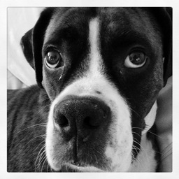 chrisd2100's profile picture. Married. Dad. Dog lover. Data/biz Analyst, SF Admin, Product Owner. Cardinals/Colts/Hoosiers fan. Nerd hobbies, Harley, 4Runners, & hunting.