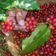 From the best coffee farms world wide