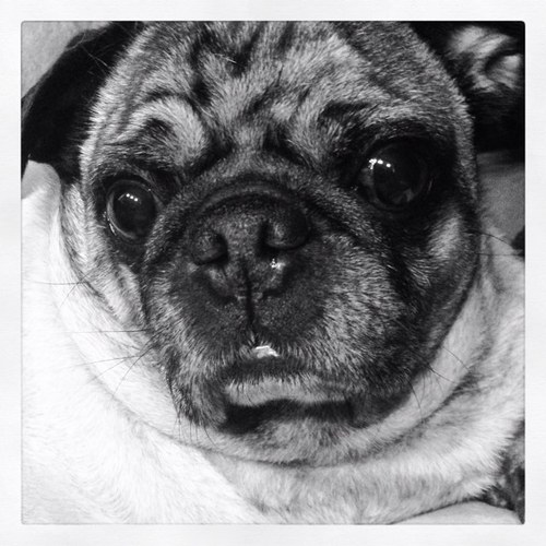 We offer both Virtual Assistant Services as well as Web Design to meet all of the needs of your business. There is also a super cute Pug as our mascot :)
