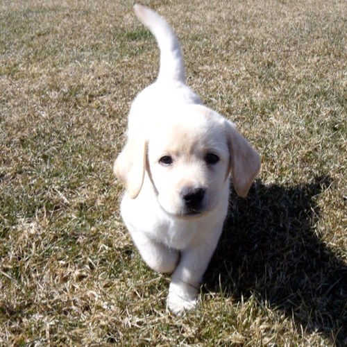 lildewd's profile picture. 