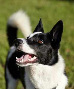 Hassle Free Pest Control!!