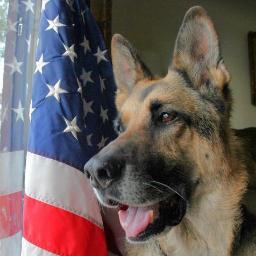 We are a 501(c)3 non-profit org that was formed as a result of the adoption of Retired MWD Benny B163 (1997-2010)
MWDAcares@yahoo.com
http://t.co/sLY65kWr3o