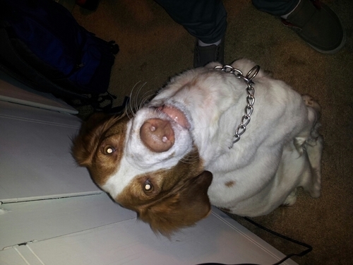 I'm a dog.
