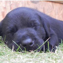 LabStation's profile picture. Labrador Training Station ~ Your One-Stop Labrador Training Resource! Ideas and information to help you raise & train a happy, healthy Lab!