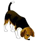 http://t.co/BPkamjd9SF - Come and hang out with the MMegle Beagle