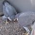 Sheffield Peregrines (@SheffPeregrines) Twitter profile photo