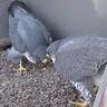 SheffPeregrines's profile picture. Following the life of our magnificent Peregrines in the heart of Sheffield.