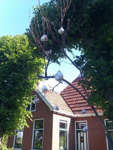 SchotsScheef's profile picture. Boeren theetuin tegenover Blote Voetenpad Opende. Ontmoet Scotty de Hooglander, speel, eet, drink en geniet. Onderdeel van SchotseHooglanders.nl @JelwinKuipers