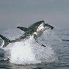 graysonGbrodie's profile picture. official twitter page