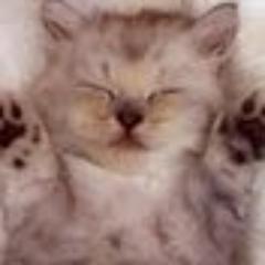 CatS_ND's profile picture. More CatS