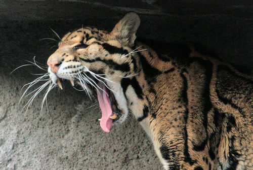 cloudedleopard5's profile picture. 主にネコ科が好きです。