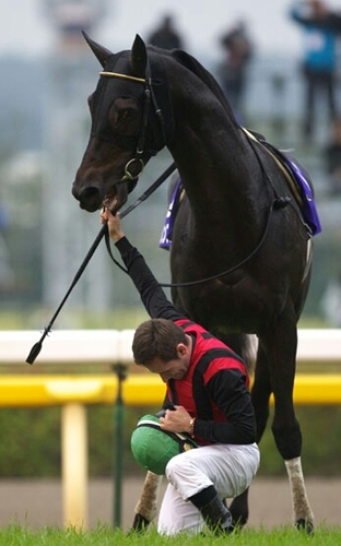毎週行われる競馬。そのメインレースだけでもかなりの穴馬(人気薄)が馬券に絡んでいます。穴馬から買うことができれば儲かります。その穴馬を見つけます。