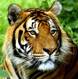 Save Tadoba Tiger Reserve